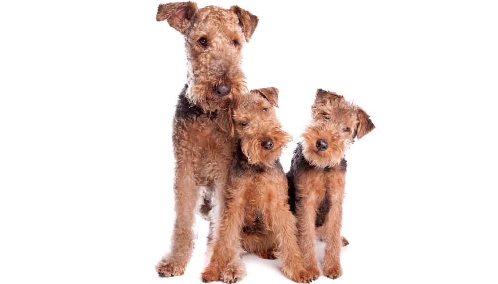 Airedale Terrier Puppy Growth Chart