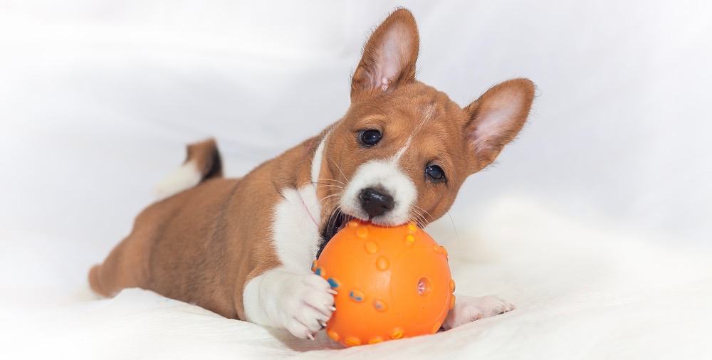 how long do basenji puppies grow