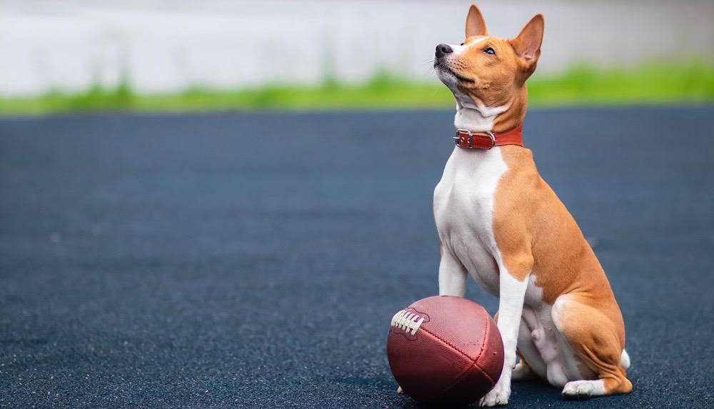 Basenji Growth