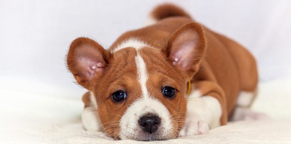 how long do basenji puppies grow