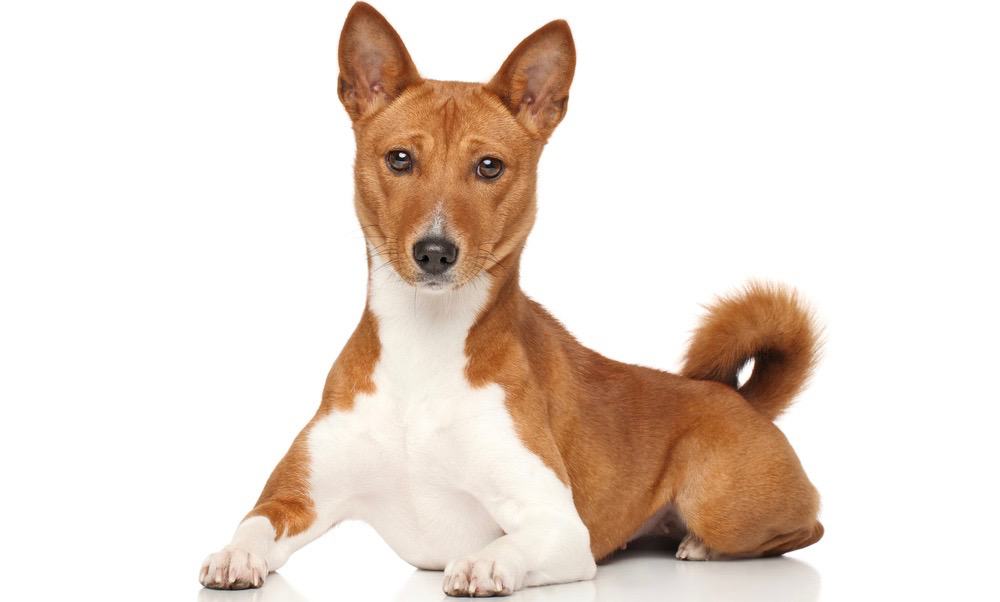 Basenji Puppy Weight Chart