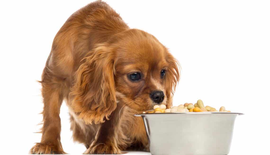 How Much Do Cavalier King Charles Spaniel Puppy Feed? Feeding Chart Top Dog Advisor