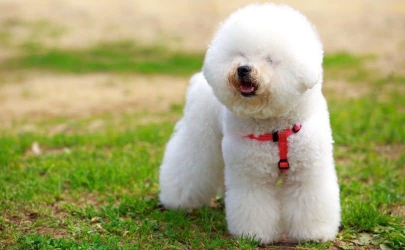 Bichon Frise Weight Chart | Bichon Size & Growth Chart