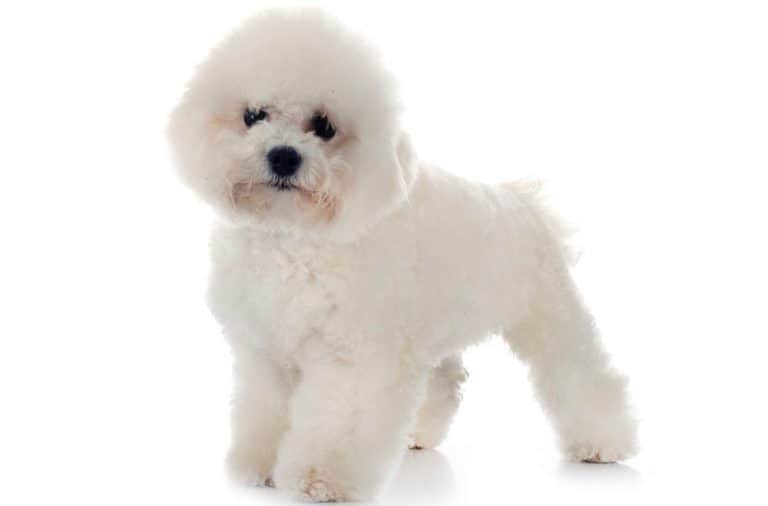 Bichon Frise Weight Chart Bichon Size Growth Chart