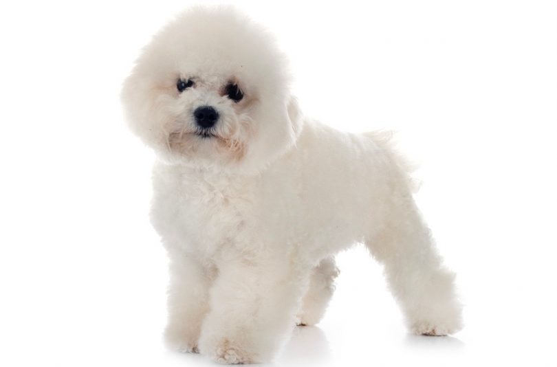 Bichon Frise Weight Chart | Bichon Size & Growth Chart