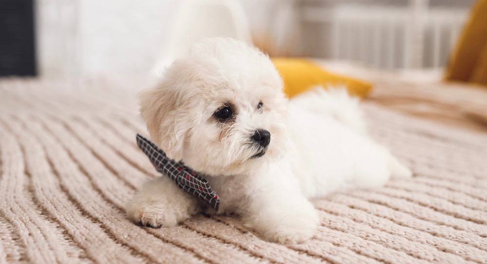 Bichon Frise Puppy Weight Chart