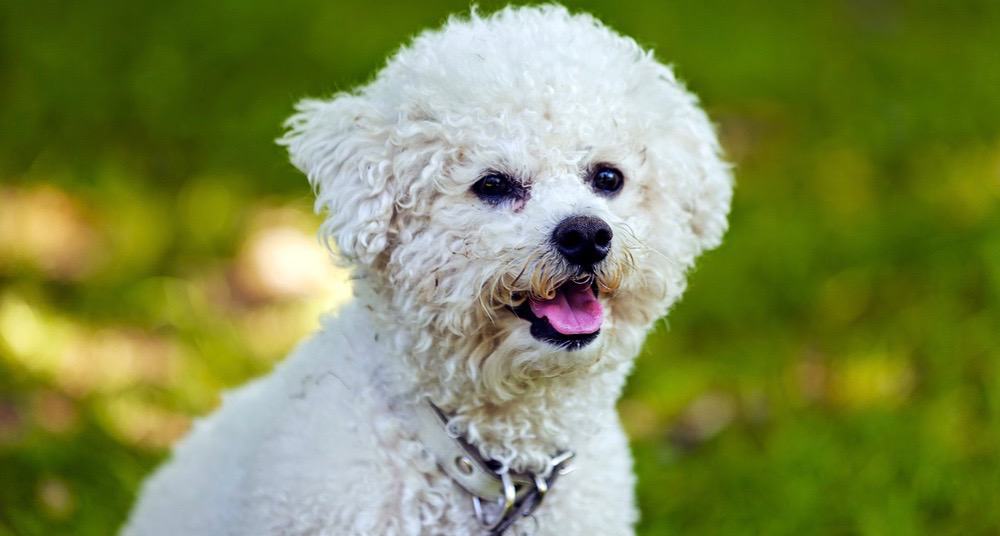 Bichon Fully Grown