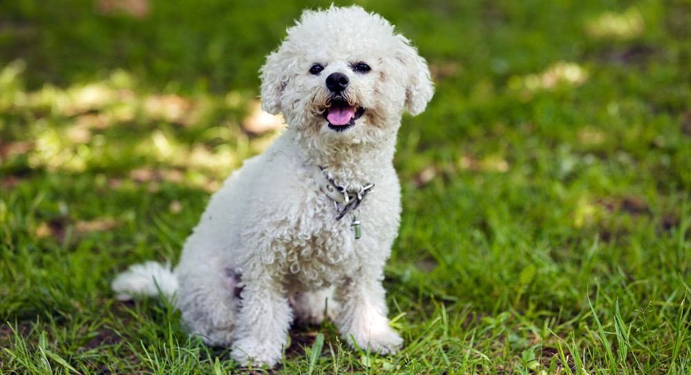 Bichon Height Chart