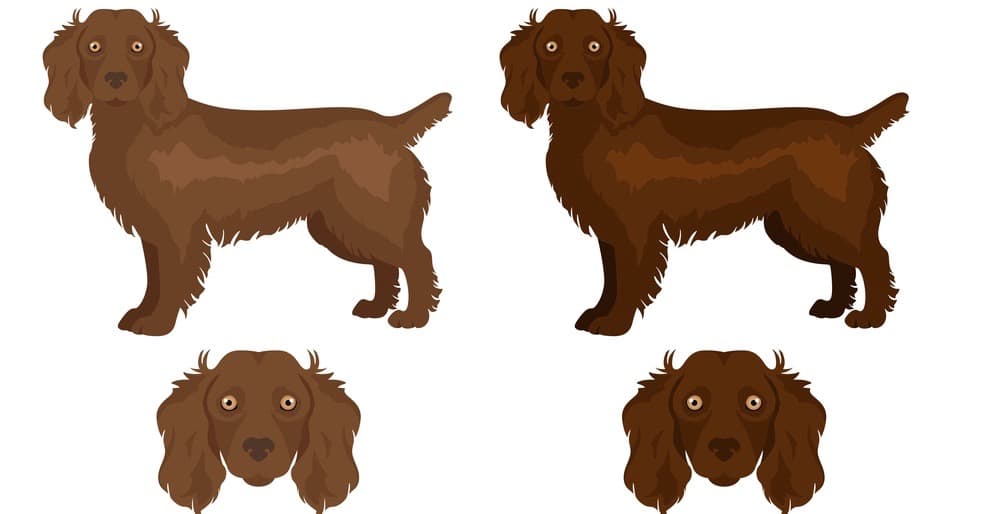 Spaniel Size Chart