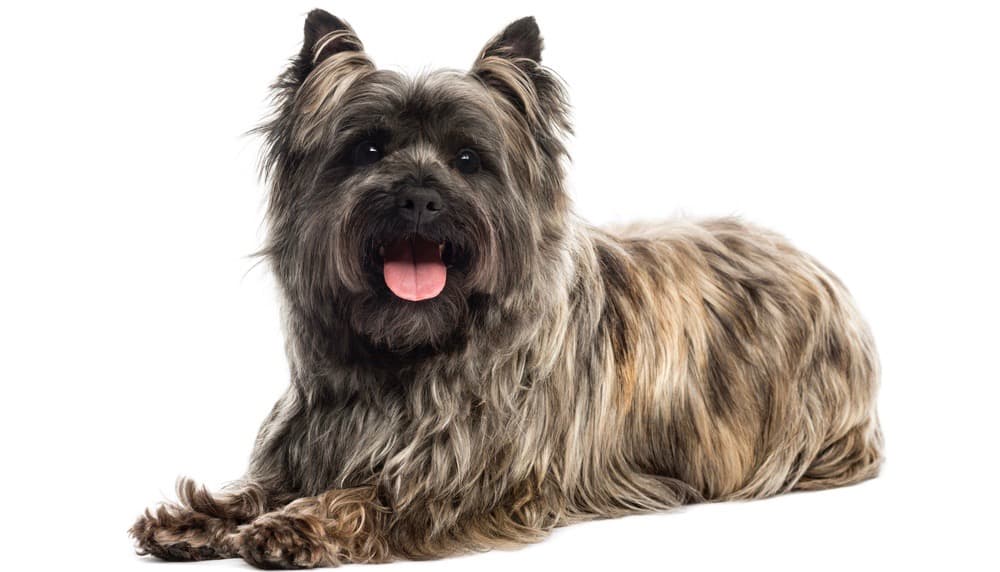 how much should my cairn terrier weigh