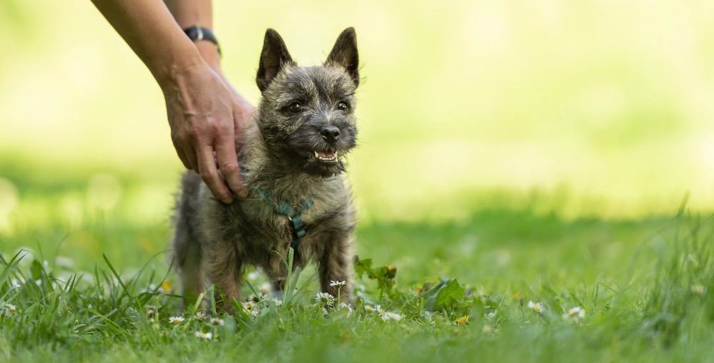 Cairn Terrier Growth Chart