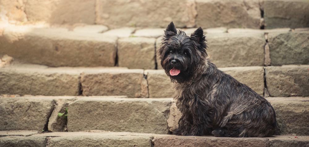 how much should my cairn terrier weigh