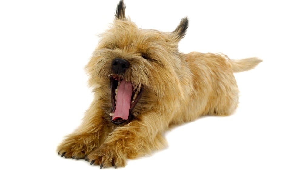 how much should my cairn terrier weigh