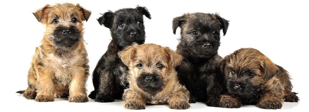 how much should my cairn terrier weigh