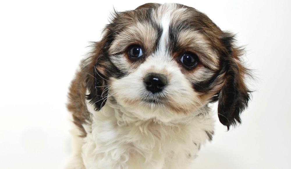 how often should i feed my cavachon puppy