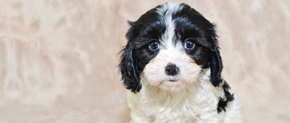 Cavachon Growth