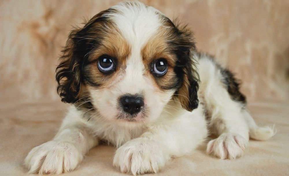 Cavachon Growth Chart