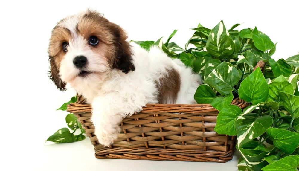 how long is a cavachon a puppy