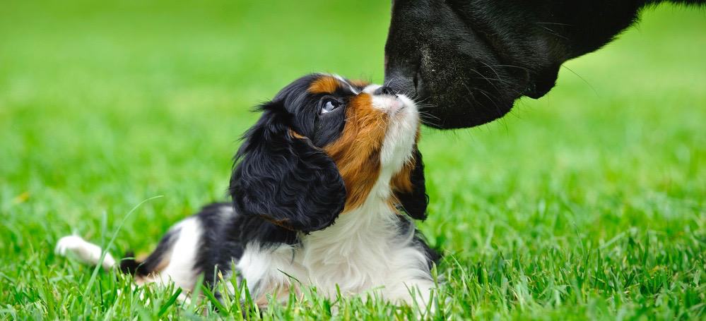 Cavalier King Charles Spaniel Puppy Feeding