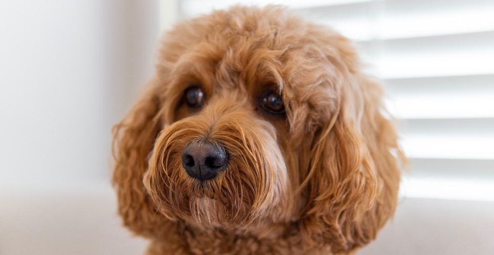 Cavapoo Feeding Charts