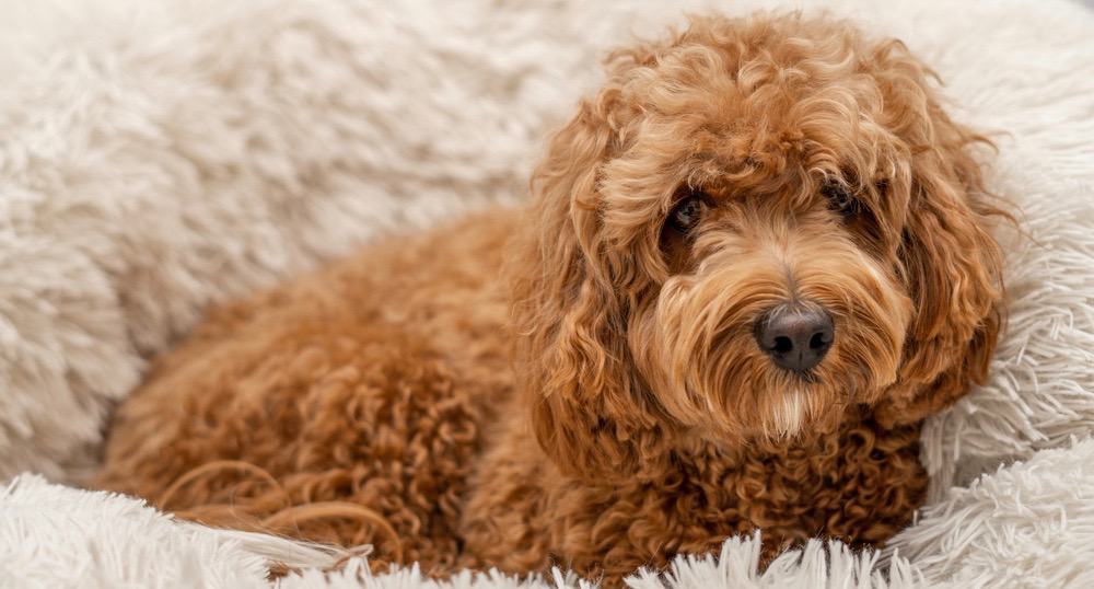 Cavapoo Feeding Schedule