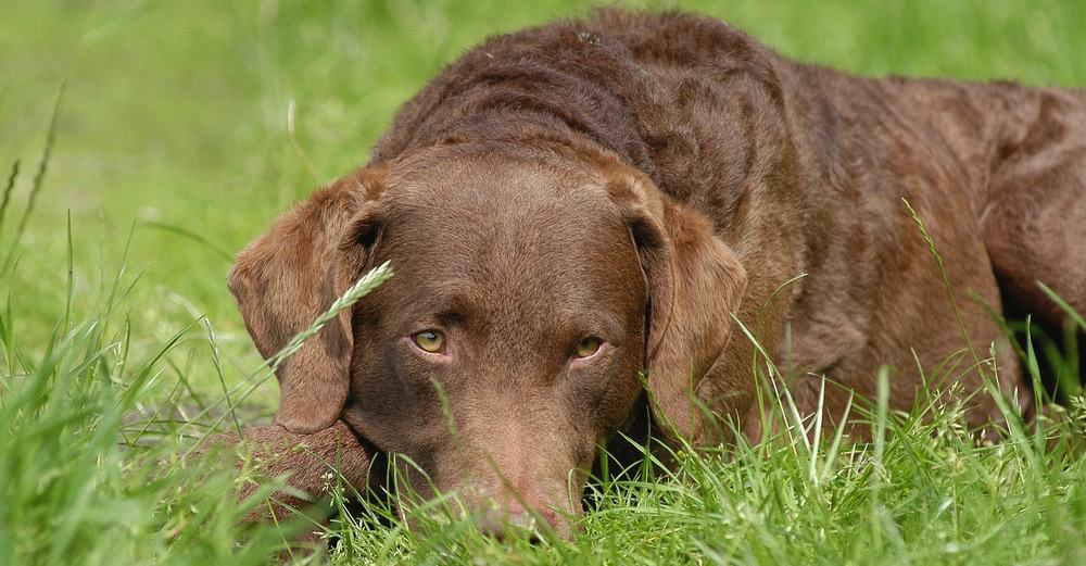 Chesapeake Bay Retriever Fully Grown