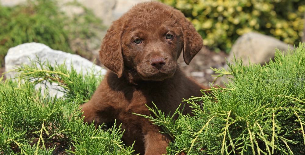 Chesapeake Bay Retriever Growth