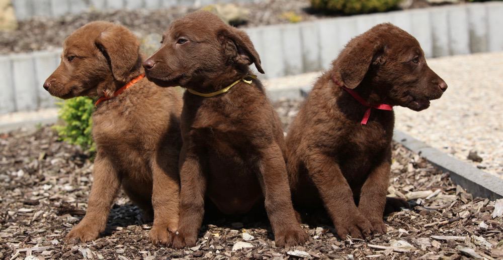 Chesapeake Bay Retriever Puppy Growth Chart