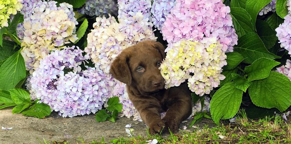 Chesapeake Bay Retriever Weight Chart