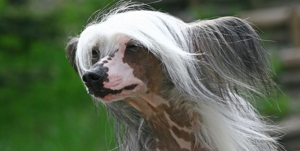 Chinese Crested Development