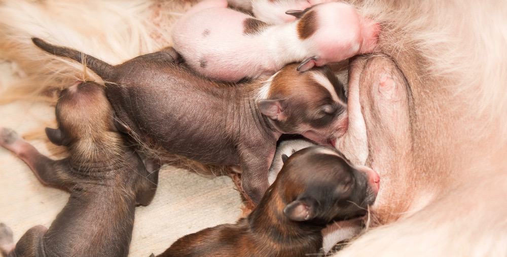 Chinese Crested Growth Chart