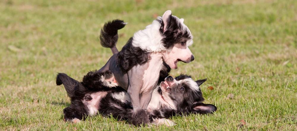 Chinese Crested Height