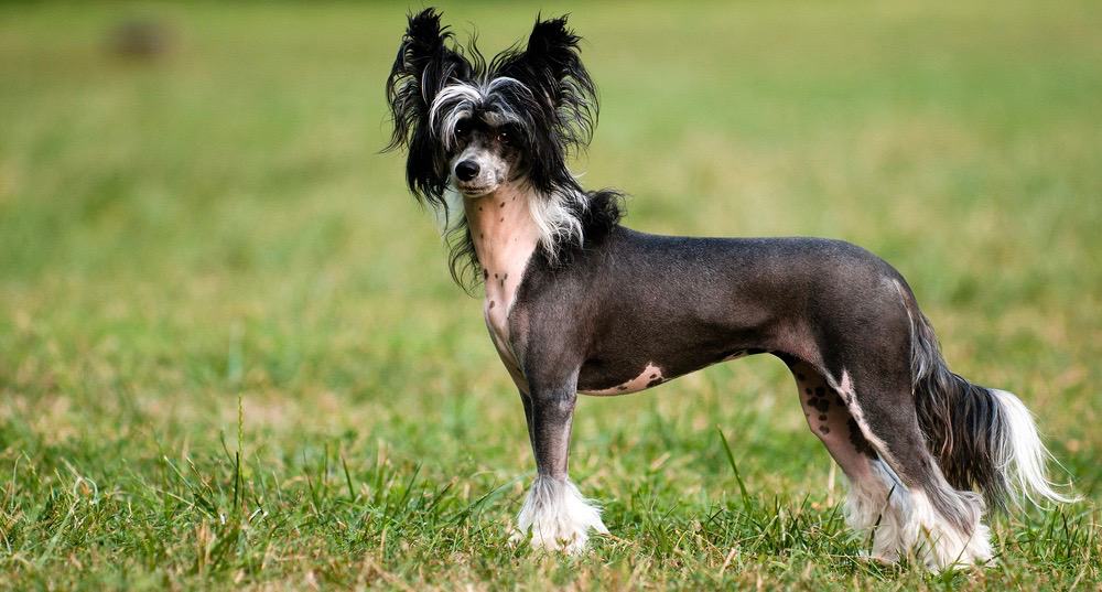 Chinese Crested Nutrition