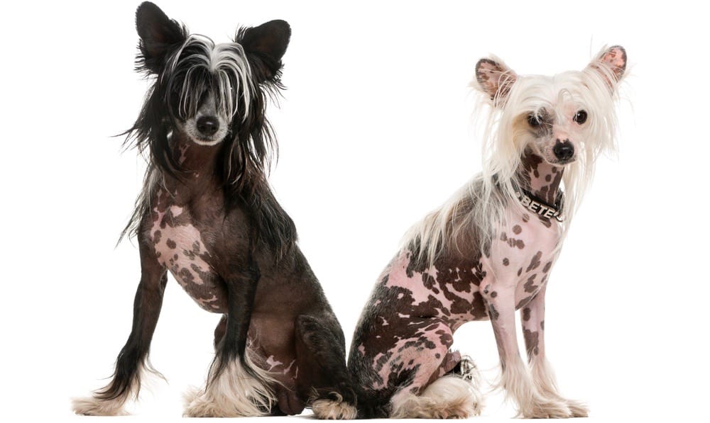 Chinese Crested Puppy Growth Chart