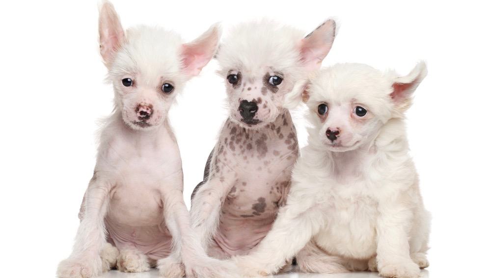 Chinese Crested Puppy Weight Chart