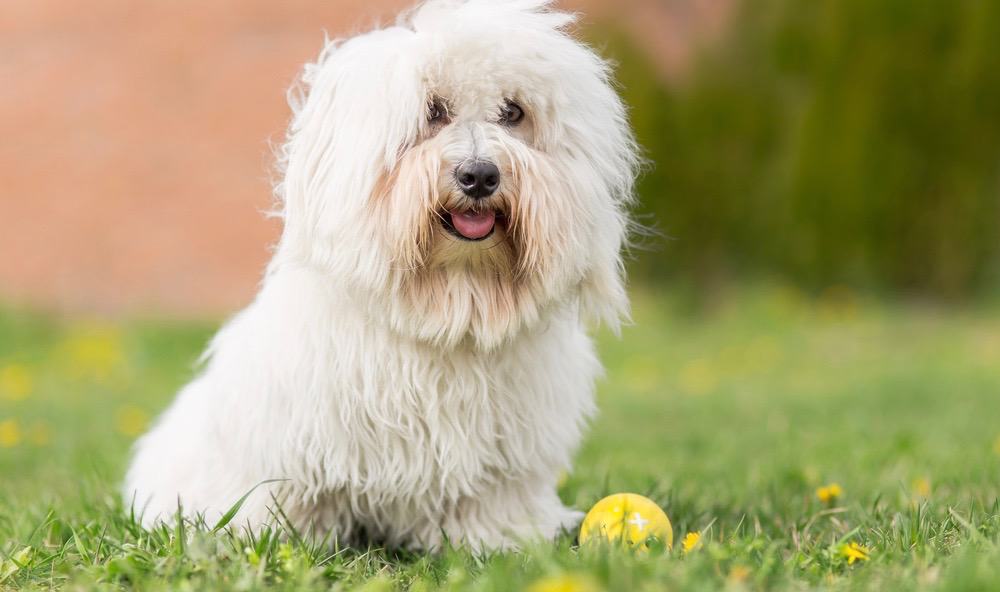 Coton De Tulear Diet