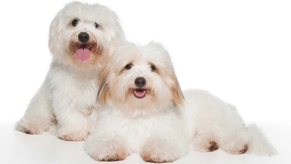 Coton de Tulear Fully Grown