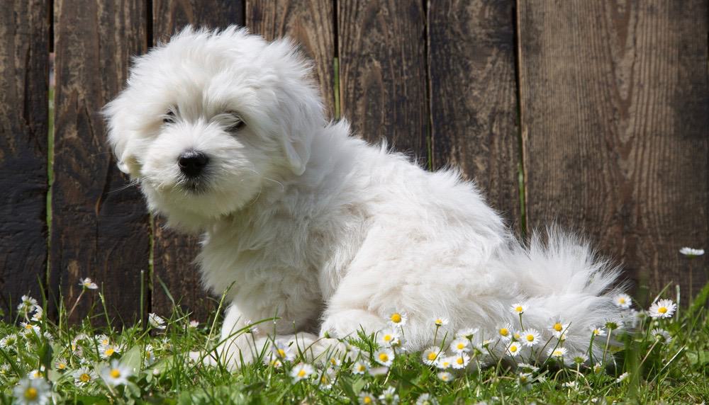 Coton de Tulear Growth Chart