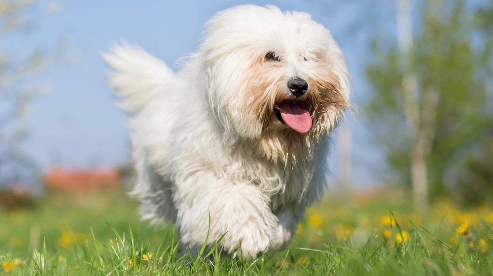 Coton de Tulear Puppy Weight Chart