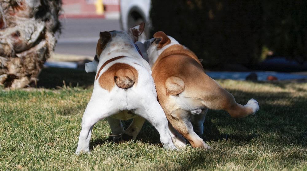 a dog with two tails meaning