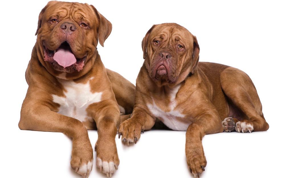 how big do female french mastiffs get