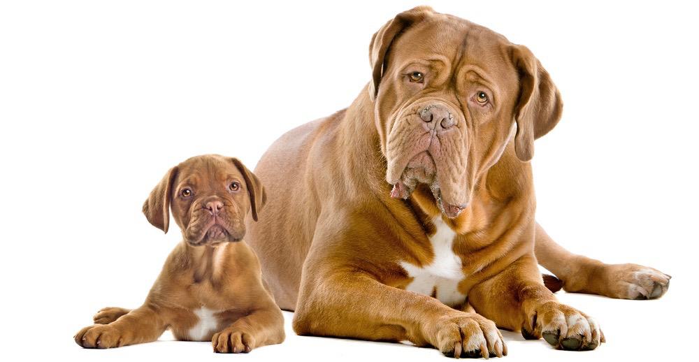 how big do female french mastiffs get