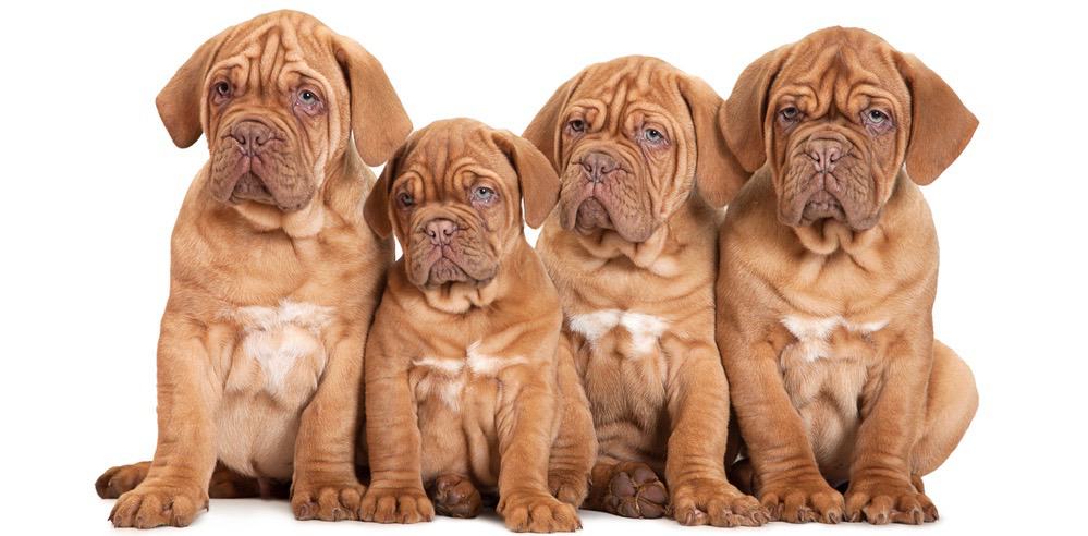 how much does a dogue de bordeaux weigh