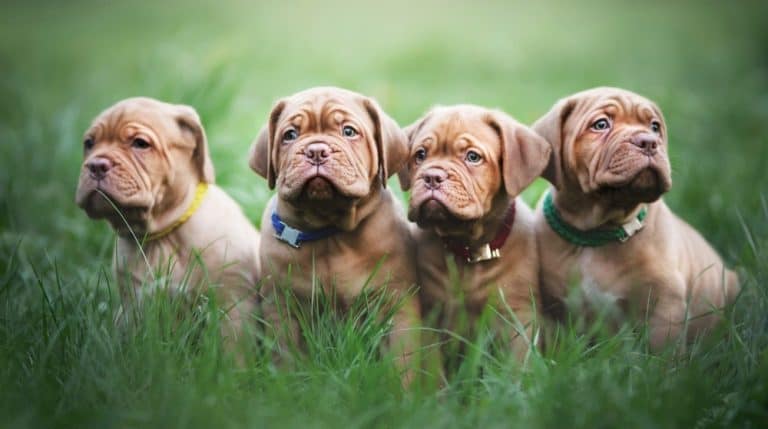 Dogue De Bordeaux Growth Chart – French Mastiff Weight & Size Chart