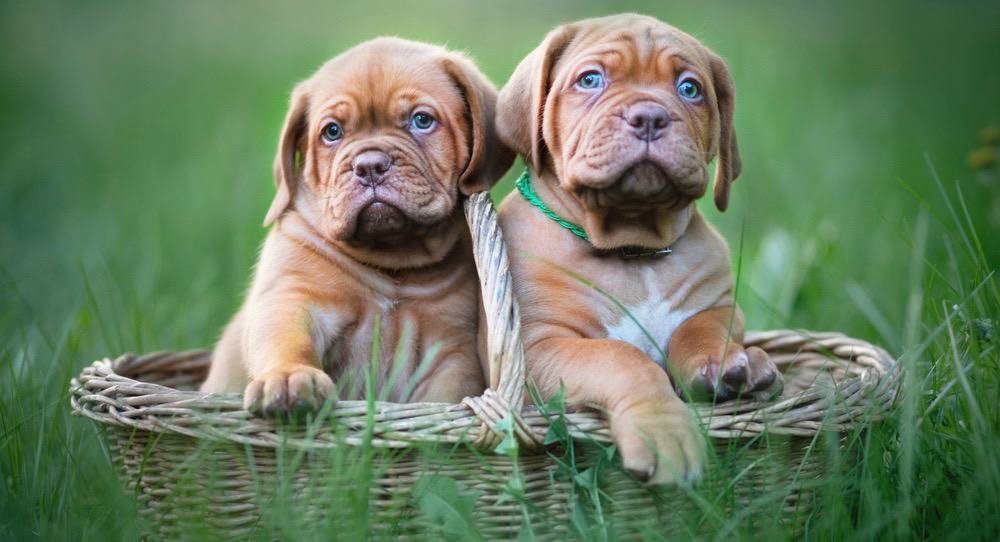 Dogue de Bordeaux Growth Puppy Chart