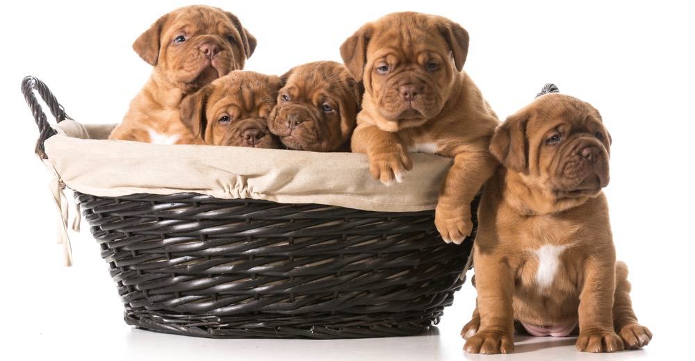 Dogue de Bordeaux Weight Chart