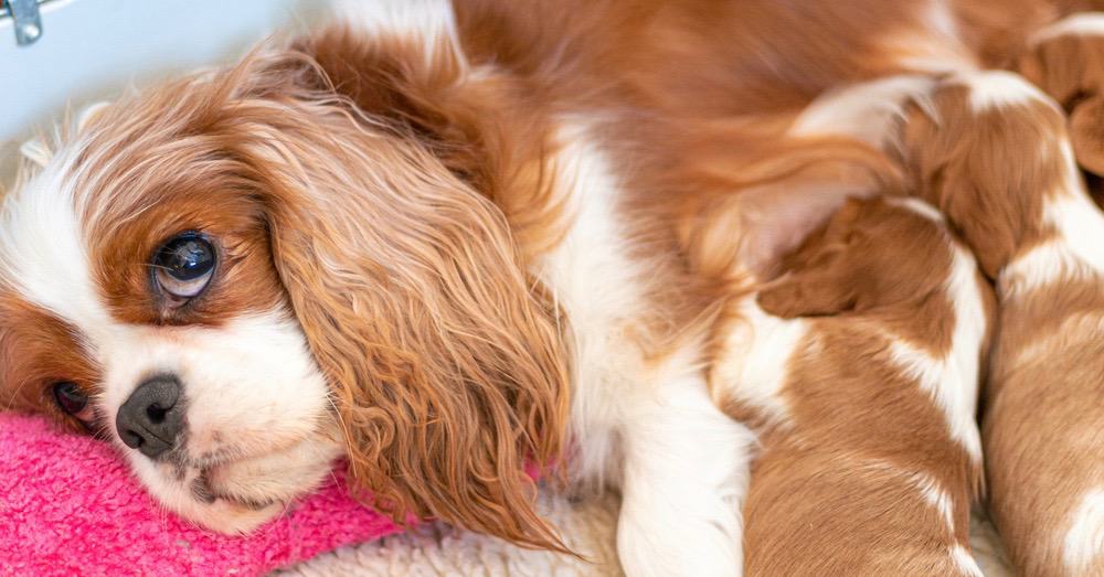 How Much To Feed A Cavalier King Charles Puppy