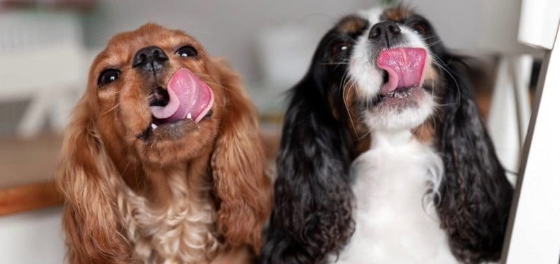 How Much To Feed A Cavalier King Charles Spaniel Puppy