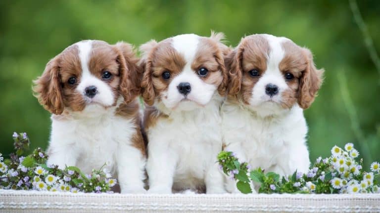 How Much To Feed A Cavalier King Charles Spaniel Puppy – Feeding Chart