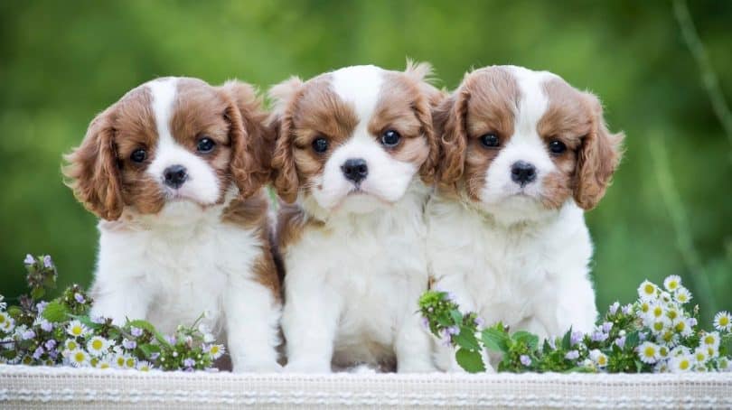 How Much To Feed A Cavalier King Charles Spaniel